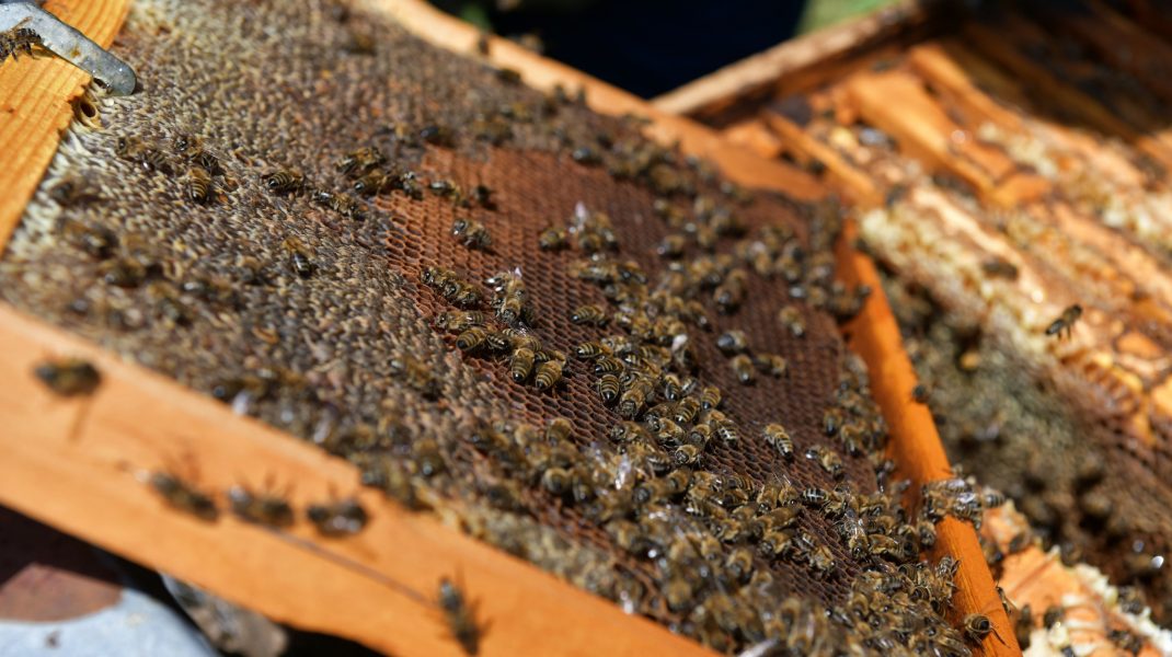 Photo of studiu | Albinele „numără” de la stânga la dreapta, la fel ca oamenii